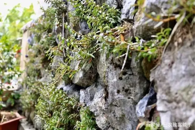 荒山种植什么致富_致富种植荒山图片_荒山种植什么赚钱