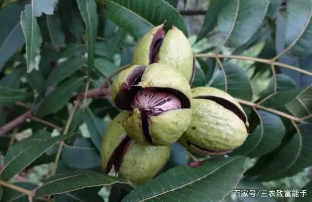 致富种植荒山图片_荒山种植什么致富_荒山种植什么赚钱