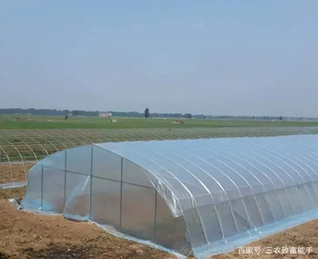 致富种植荒山图片_荒山种植什么赚钱_荒山种植什么致富