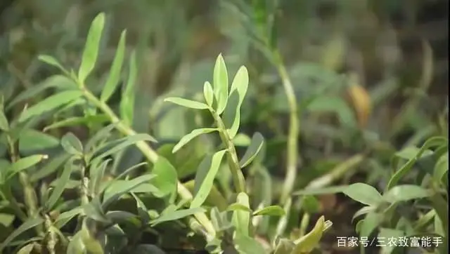 荒山种植什么赚钱_致富种植荒山图片_荒山种植什么致富