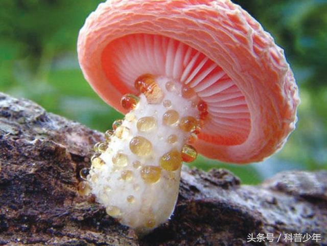 组图：蘑菇家族里那些诡异另类的成员,惊艳无比！