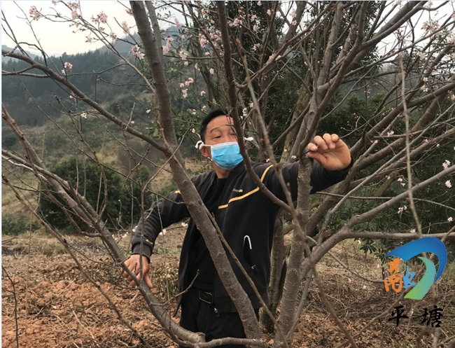 荒山种植什么致富_荒山致富项目_荒山种植什么赚钱