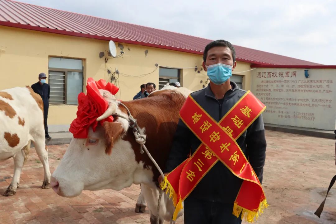 养殖母牛的利润从哪里来_致富养殖母牛行业现状_母牛养殖致富行业