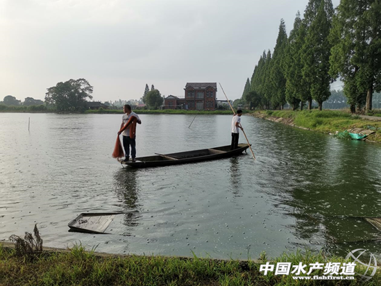 鲈鱼鳖混养殖技术_养殖混鳖鲈鱼技术要点_养殖混鳖鲈鱼技术视频