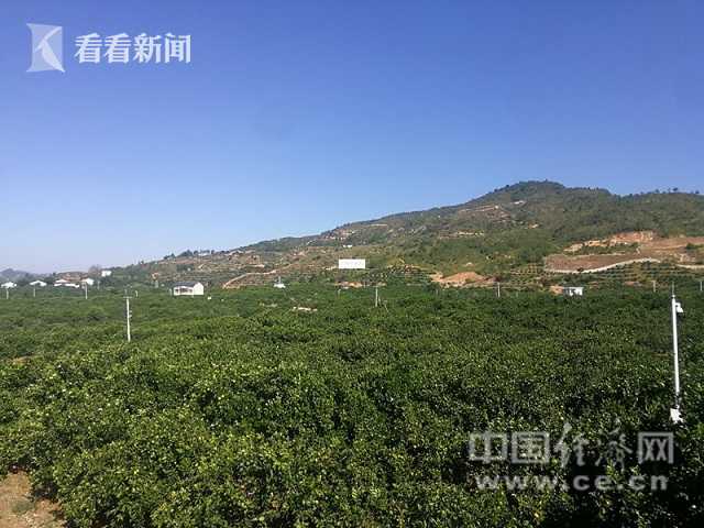这种“摇钱果”，成为赣南农民致富第一产业