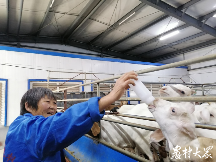 青兔养殖技术视频_兔子养殖视频播放_兔的养殖视频