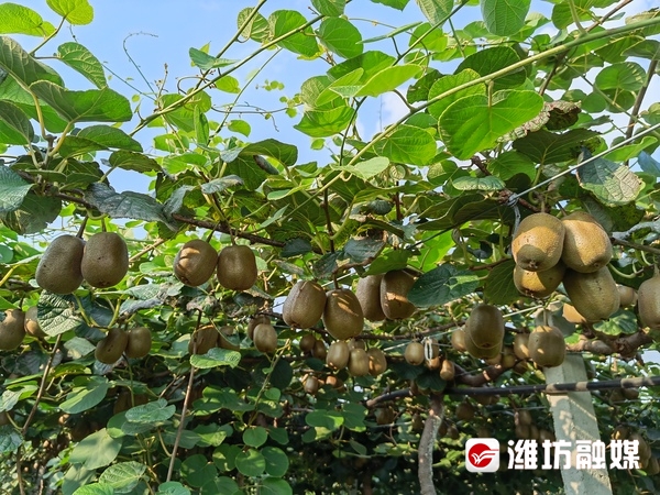 树上挂满“致富果” 村民喜看清凉山