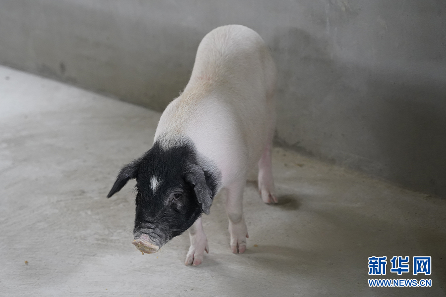 致富经乌鳖养殖视频_视频致富养殖乌鳖是真是假_乌鳖养殖前景如何