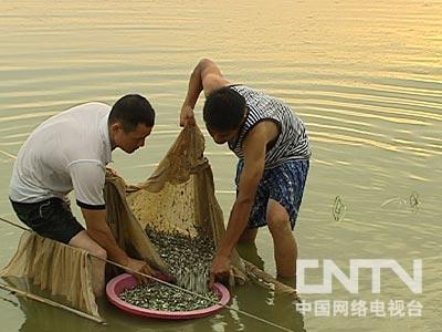 致富黄颡鱼落户小山村_黄颡致富经_致富经养黄颡鱼视频全集