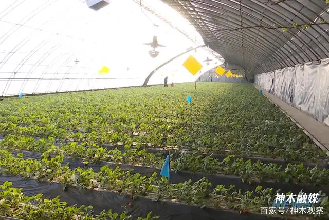 科学种植致富100例_神木种植致富视频_致富种植视频全集