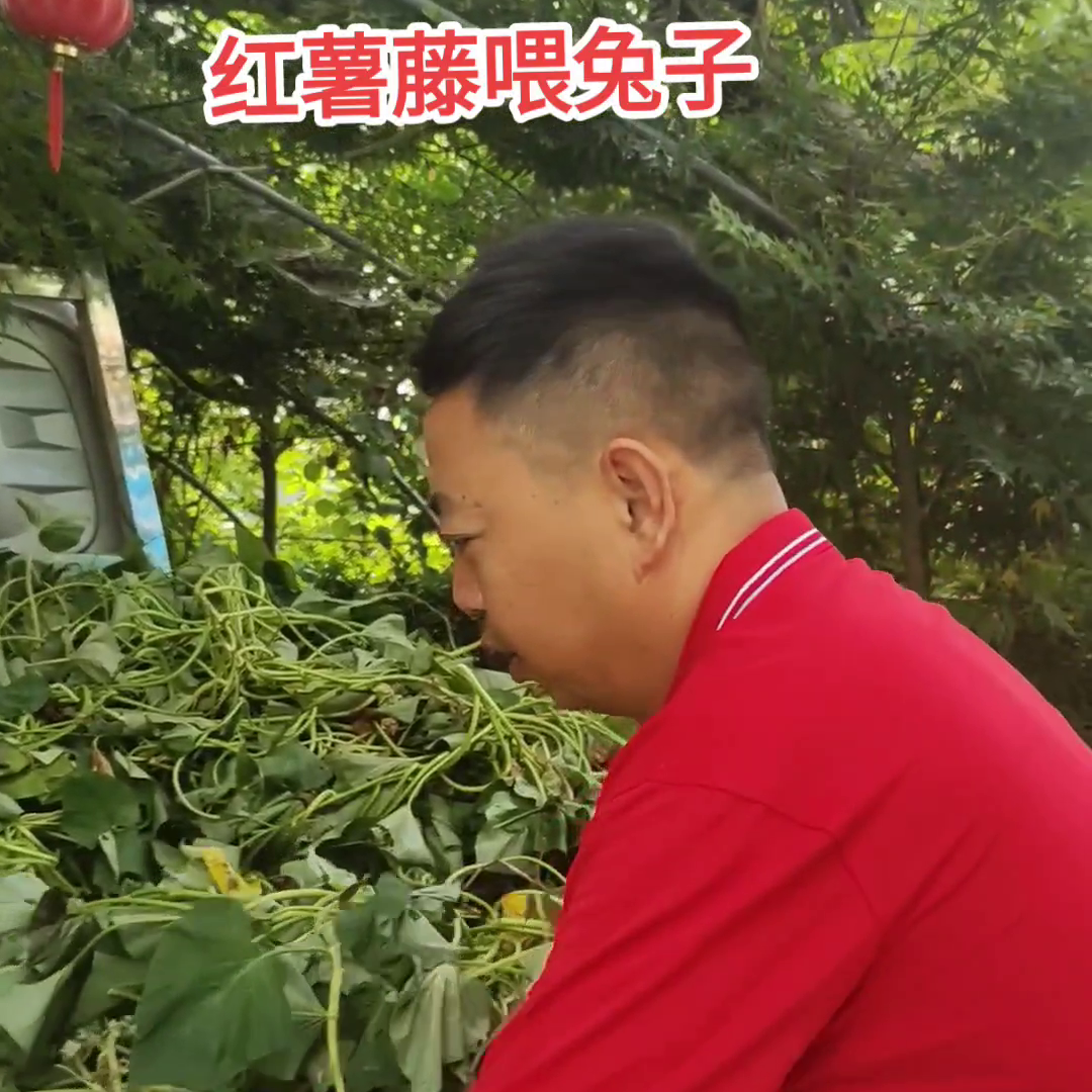 养殖没有高科技，关键是用心。如何把兔子变现，才是王道...