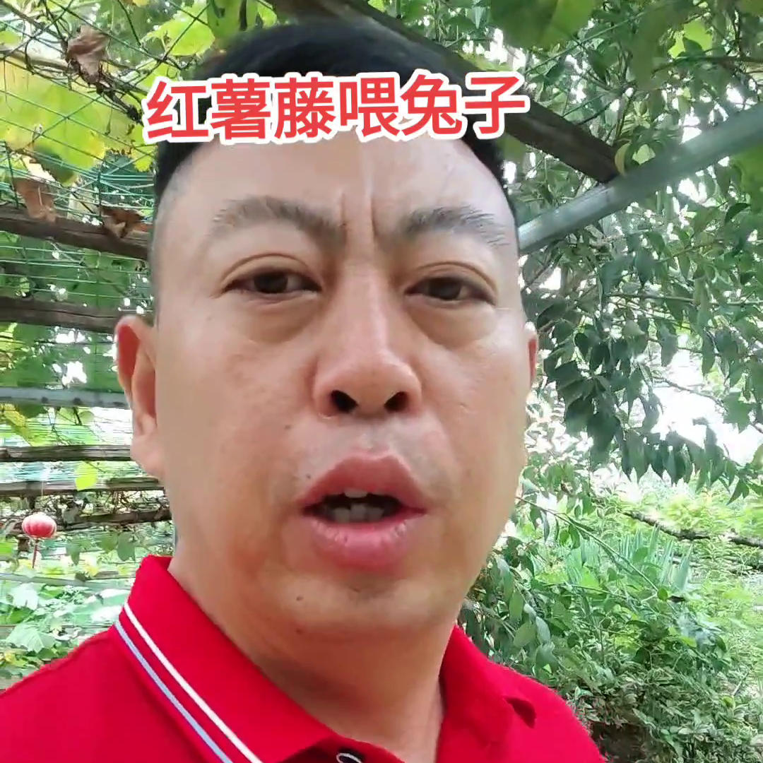 兔的养殖视频_青兔养殖技术视频_养殖兔子视频教程