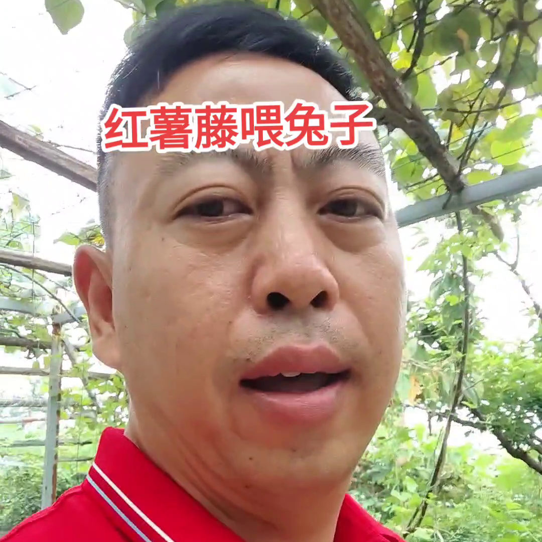 兔的养殖视频_养殖兔子视频教程_青兔养殖技术视频