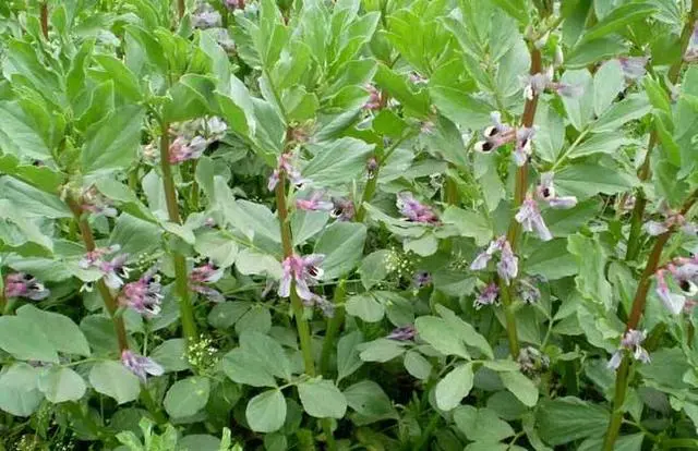 致富经蚕豆种植_致富种植蚕豆视频_致富种植蚕豆怎么样
