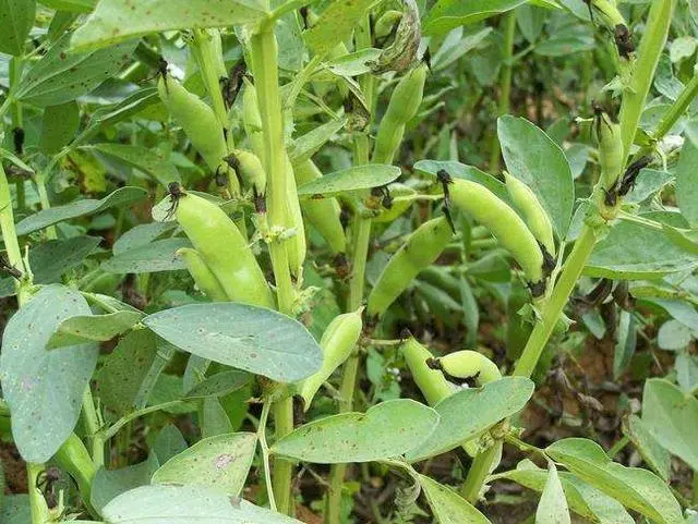致富种植蚕豆视频_致富种植蚕豆怎么样_致富经蚕豆种植
