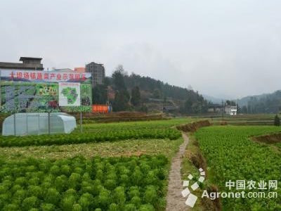 莲藕种子批发