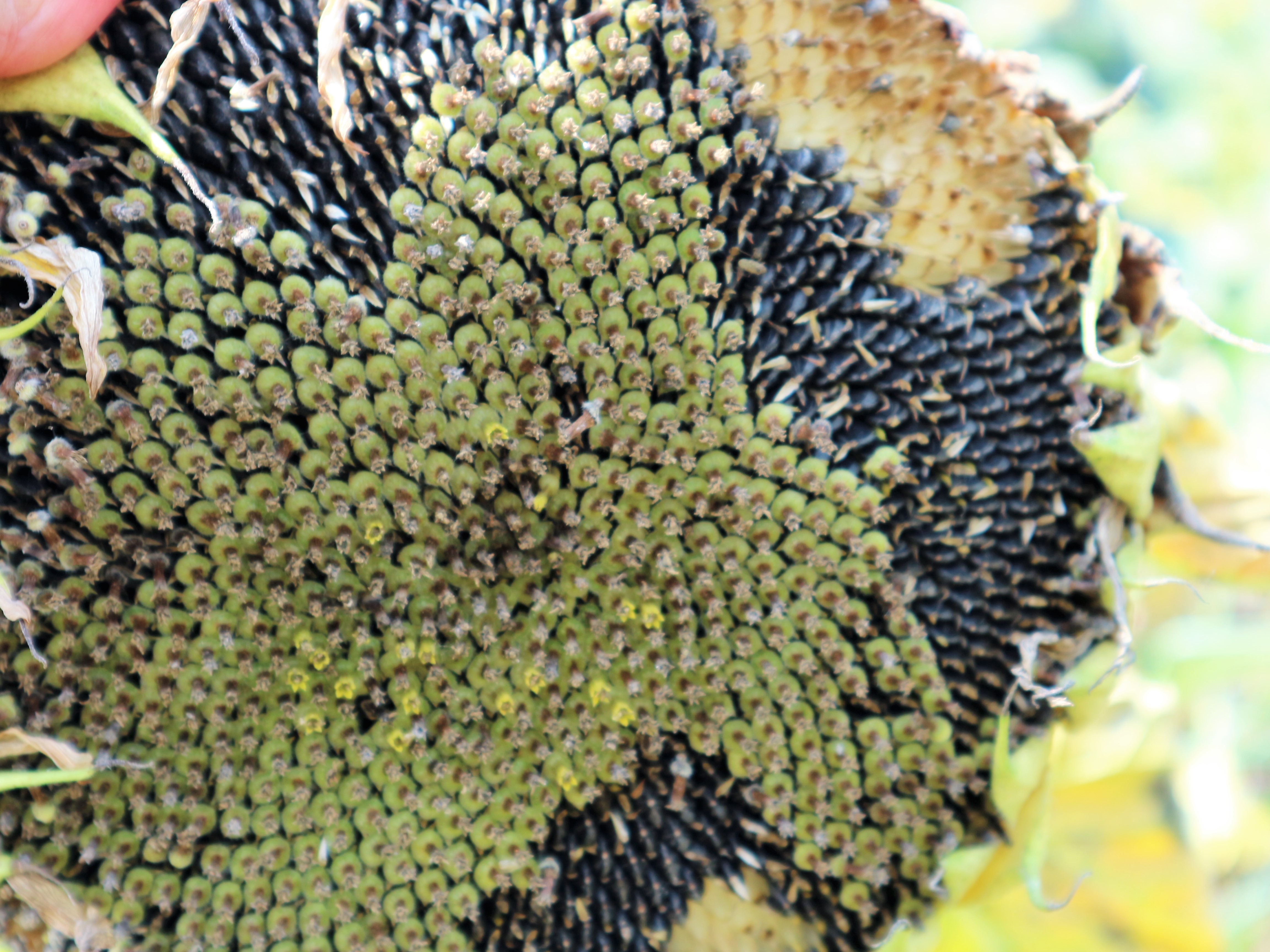 种植葵花致富_种葵花挣钱吗_致富葵花种植技术视频