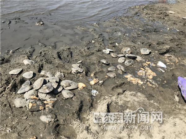 蚌壳养殖方法简单_蚌壳养殖技术视频_视频养殖蚌壳技术教程