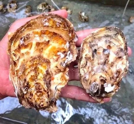 养殖牡蛎技术要求_牡蛎的养殖技术_养殖牡蛎怎么样算利润