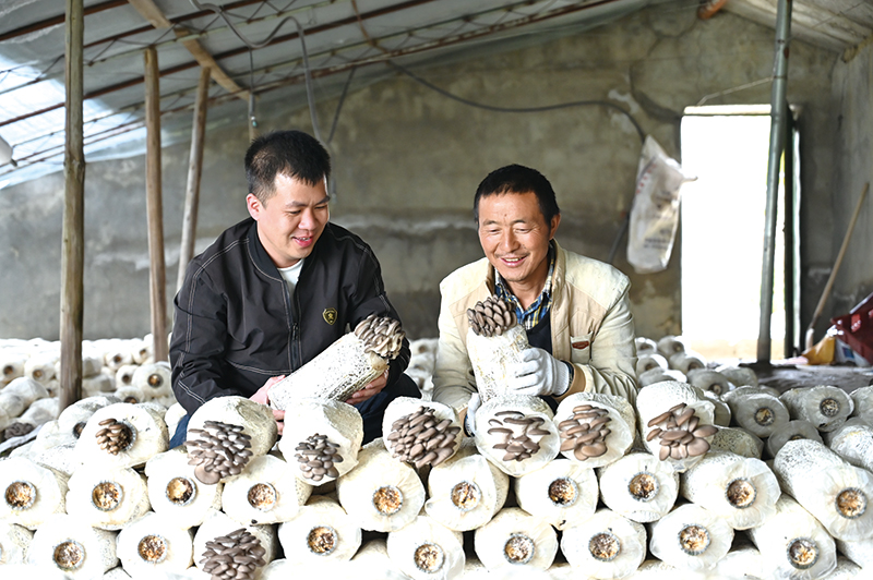 “湘”菇扎根贡嘎，“80后”带领藏族同胞种植“金伞伞”