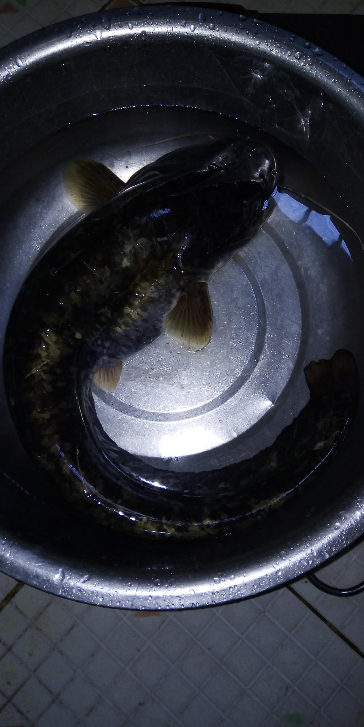 冬季鲶鱼用什么饵_鲶鱼冬天养殖技术_冬天鲶鱼的活动规律