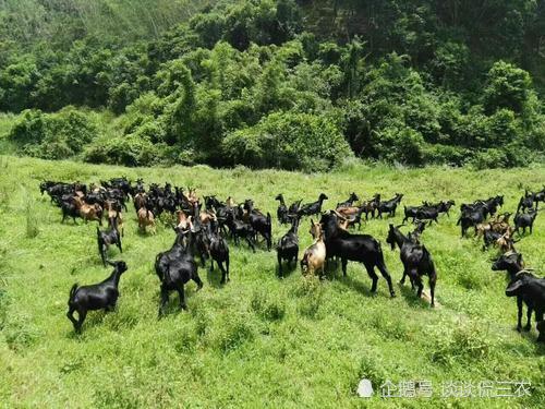 致富经李士光养羊视频_2020致富经养羊视频_致富经李士光养羊