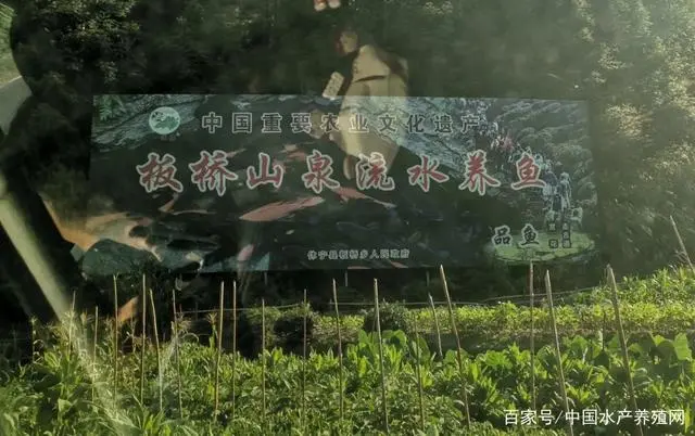 千年流水养鱼，孕育鱼中状元！状元之乡休宁，渔旅产业进一步升级