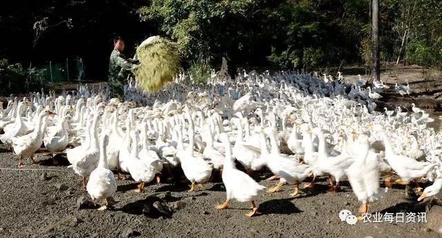 靠养殖致富项目_致富养殖靠项目挣钱吗_致富养殖靠项目赚钱吗
