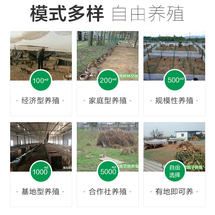 散养兔养殖场地视频_散养家兔养殖技术视频_家中散养兔子养殖视频