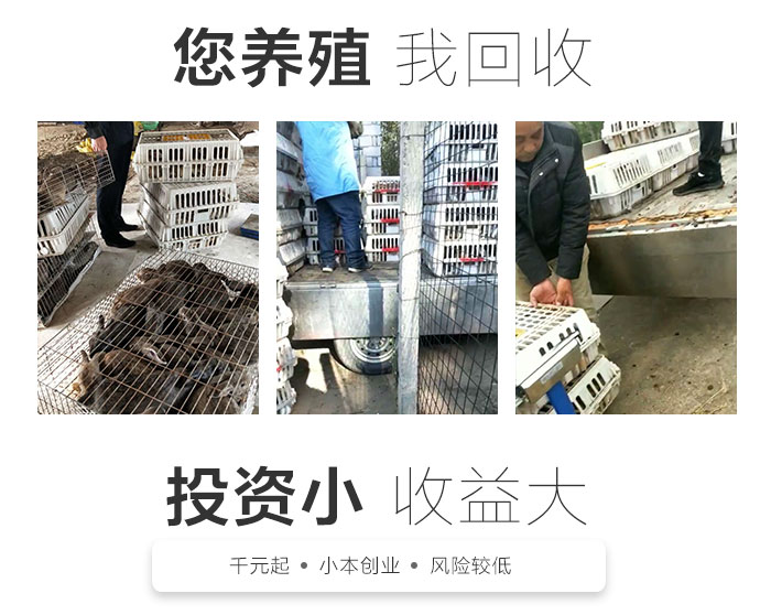 散养兔养殖场地视频_散养家兔养殖技术视频_家中散养兔子养殖视频