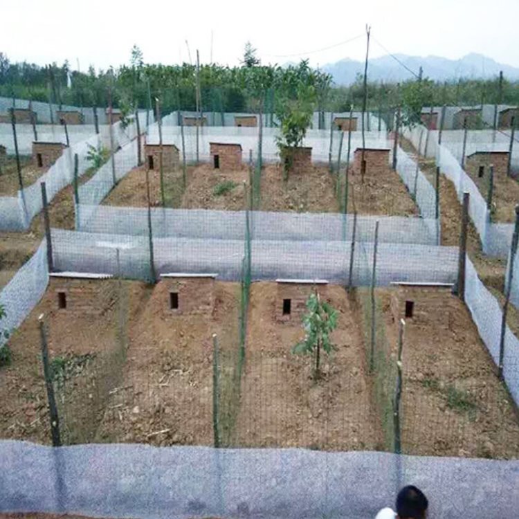 散养家兔养殖技术视频_散养兔养殖场地视频_家中散养兔子养殖视频