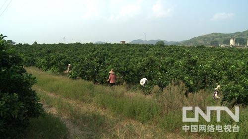 旅游cctv7致富经_致富央视_致富旅游先行