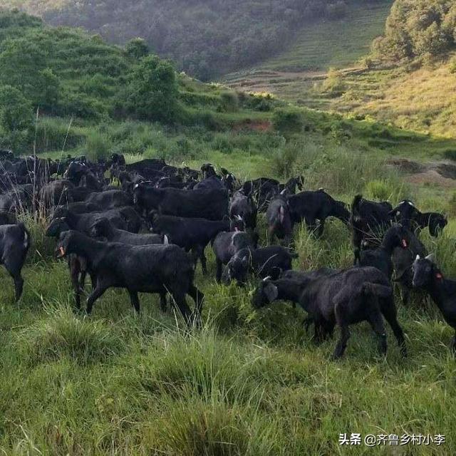 山上养殖什么最好养（5个适合山上前景好的养殖业）