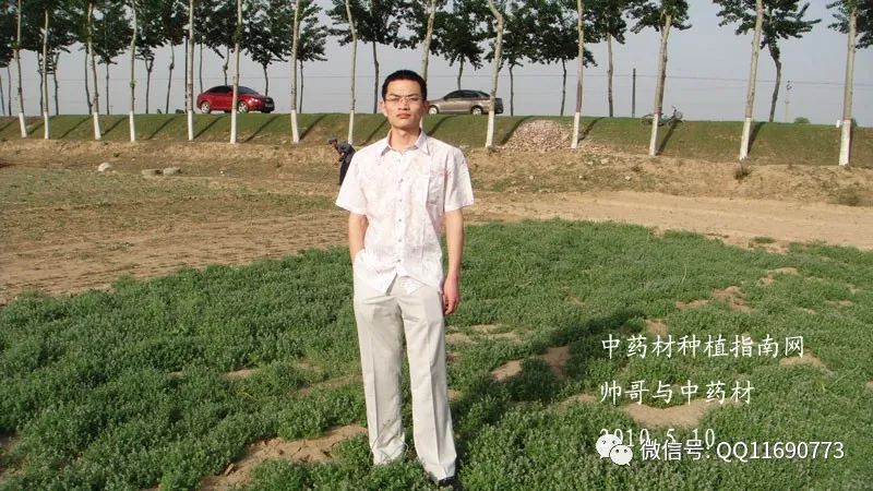 北方五味子种植技术_东北五味子的种植技术_东北种植五味子技术要点