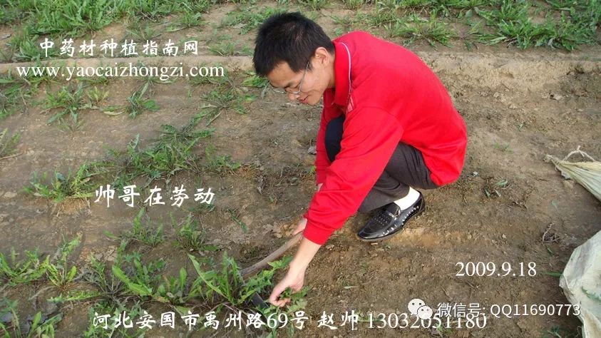 东北五味子的种植技术_北方五味子种植技术_东北种植五味子技术要点