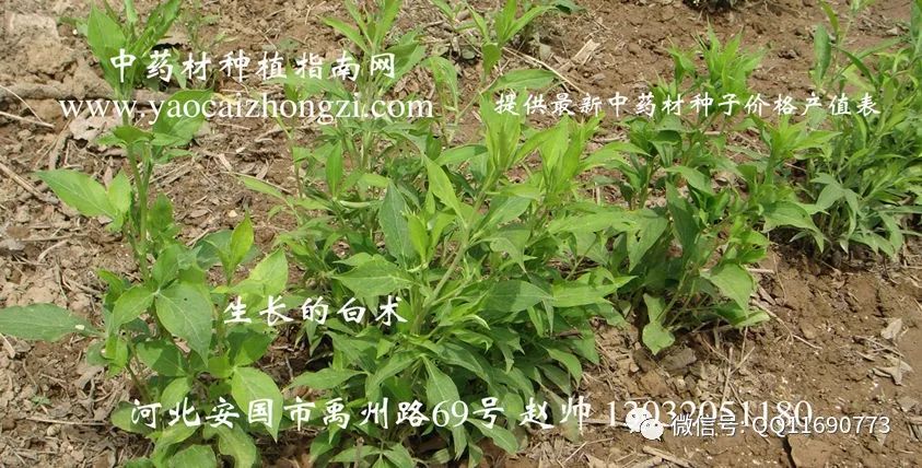 东北种植五味子技术要点_北方五味子种植技术_东北五味子的种植技术