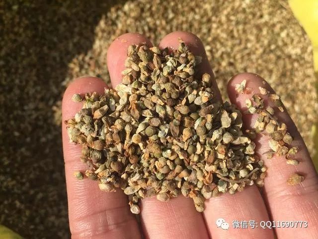 东北种植五味子技术要点_北方五味子种植技术_东北五味子的种植技术