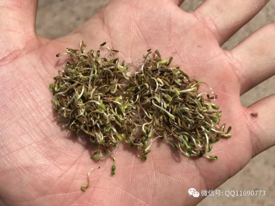 东北五味子的种植技术_东北种植五味子技术要点_北方五味子种植技术