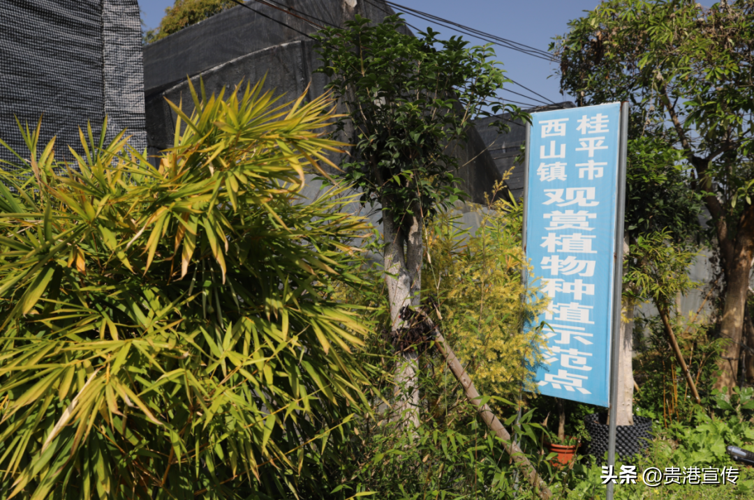 “小植物”做出“大产业”，白兰村致富少不了它