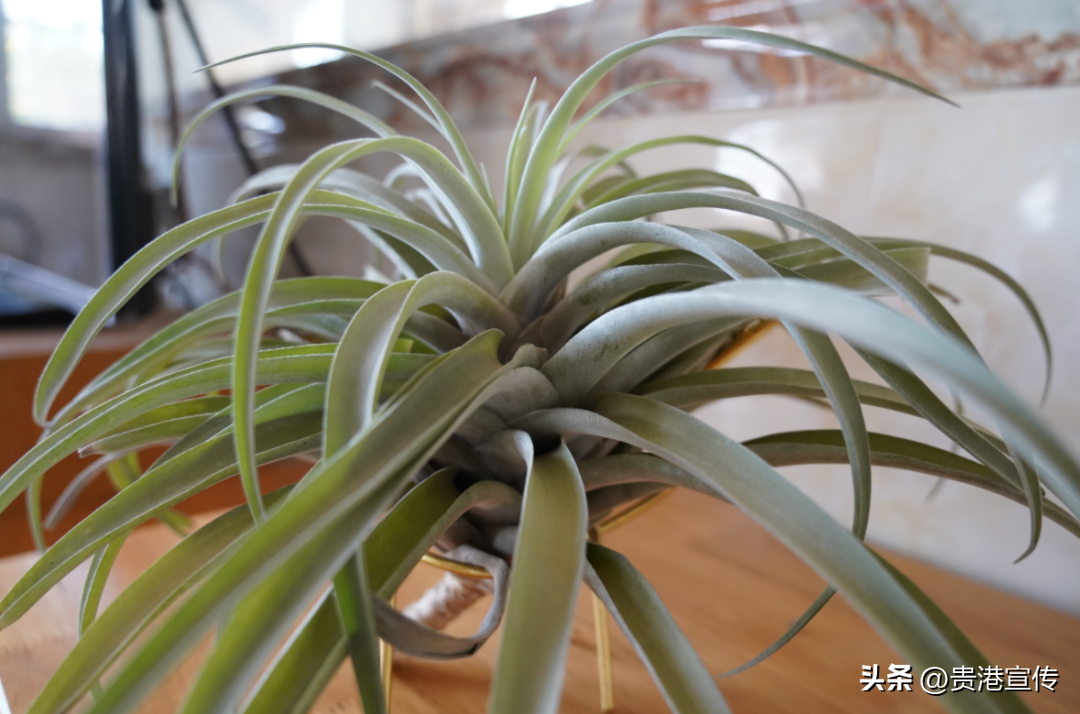 致富种植凤梨项目介绍_2021种凤梨赚钱吗_凤梨种植致富项目