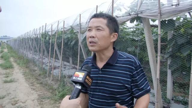 致富养殖大棚项目简介_致富经大棚养猪新招赚钱_大棚养殖致富项目