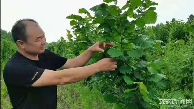 青山是景更是财｜林下经济引领致富路