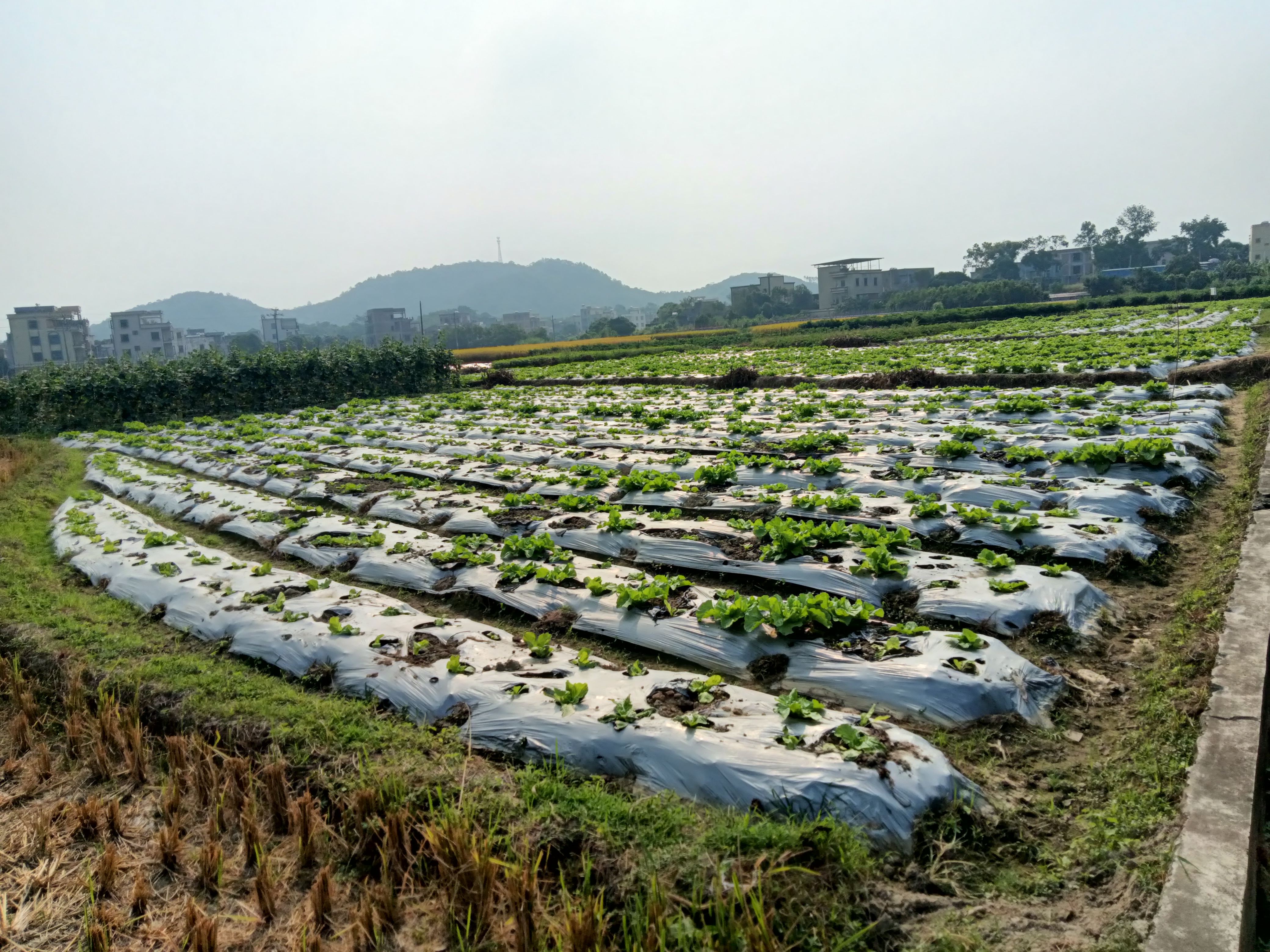 种植南瓜视频教程_南瓜种植技术与管理视频教程_致富南瓜种植视频