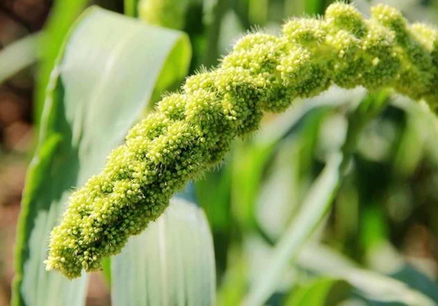 籽播防风种植技术_防风种子处理方法_防风种子的播种方法