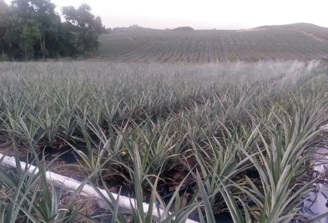 凤梨种植致富项目_2021种凤梨赚钱吗_致富种植凤梨项目介绍