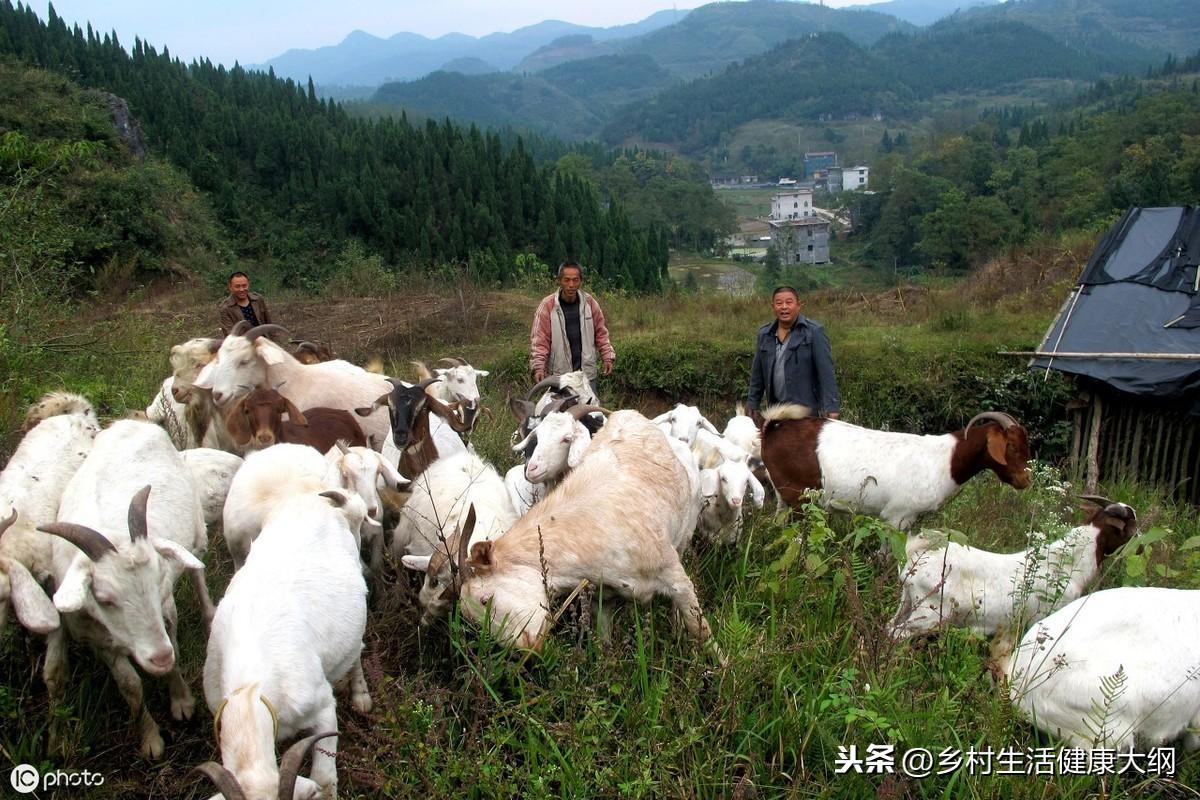 农村养羊，把专业技术当做副业来做，一样可以让您成为百万富翁