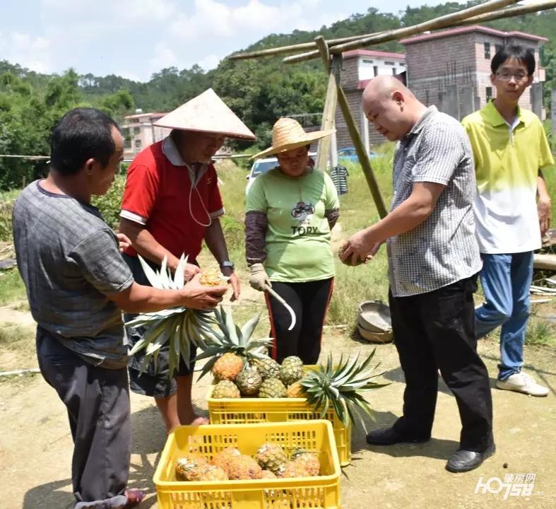 致富种植凤梨项目介绍_致富种植凤梨项目怎么样_凤梨种植致富项目