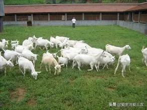 详解农村养羊利润与前景，想养羊的来看看，很实用！