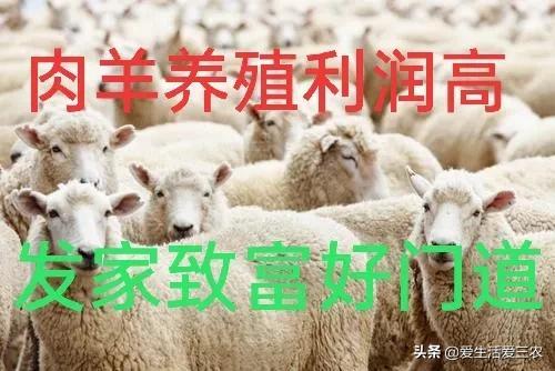 养殖羊农村技术推广方案_养殖羊农村技术有哪些_农村养殖羊技术
