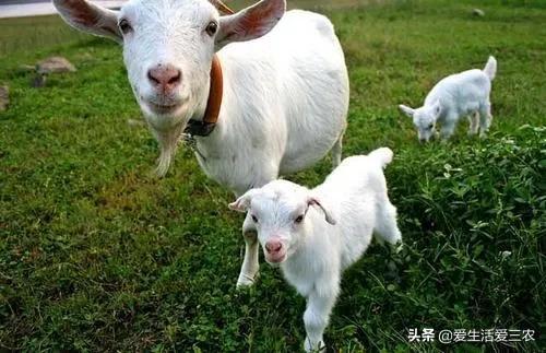 养殖羊农村技术有哪些_养殖羊农村技术推广方案_农村养殖羊技术
